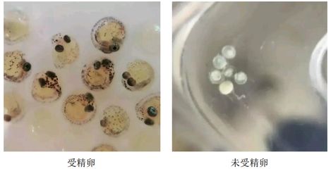 龙鱼卵怎么受精孵化：龙鱼卵受精孵化过程