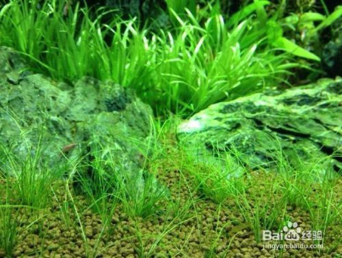 家庭鱼缸水草怎么养好：家庭鱼缸中的水草缸的光照控制藻类繁殖的工作环节