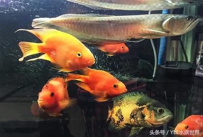 搬运鱼缸多少钱一吨：搬运鱼缸价格是否需要特殊处理等因素来确定价格 鱼缸百科 第1张