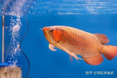 龙鱼 海水：龙鱼在风水学中有着重要的地位 龙鱼百科 第2张