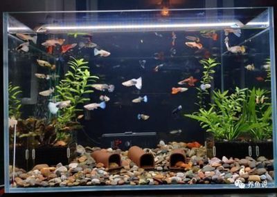 家里的鱼缸养几条鱼比较好看：家庭养鱼的安全问题， 鱼缸风水 第3张