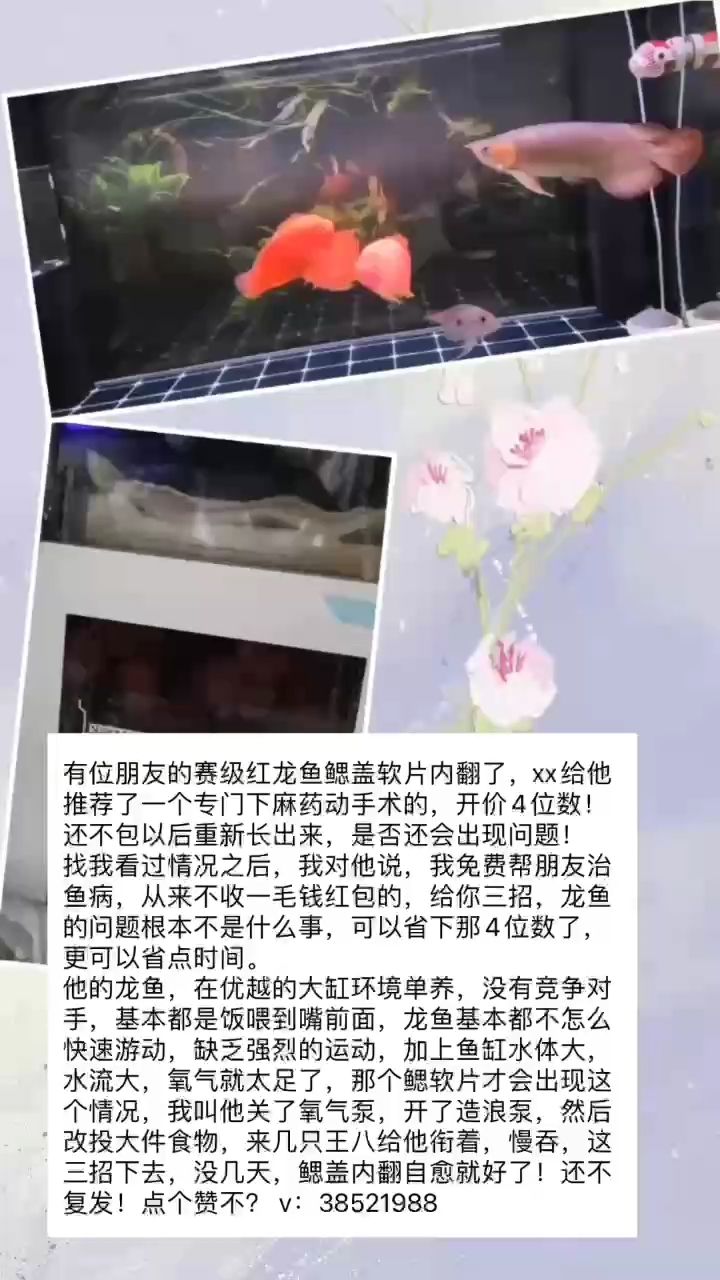 治疗龙鱼翻鳃：治疗龙鱼翻鳃，宇哥6519 观赏鱼论坛 第1张