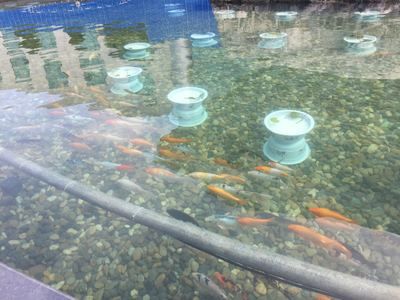 家庭鱼池水浑浊怎么办：家庭鱼池水浑浊怎么处理 鱼缸风水 第2张