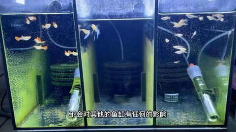 玻璃鱼缸怎么扔：处理玻璃鱼缸的几种方式