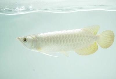 喂银龙鱼的小鱼,一次放多少进缸：喂银龙鱼的小鱼的量取决于银龙鱼的体长和喂食频率