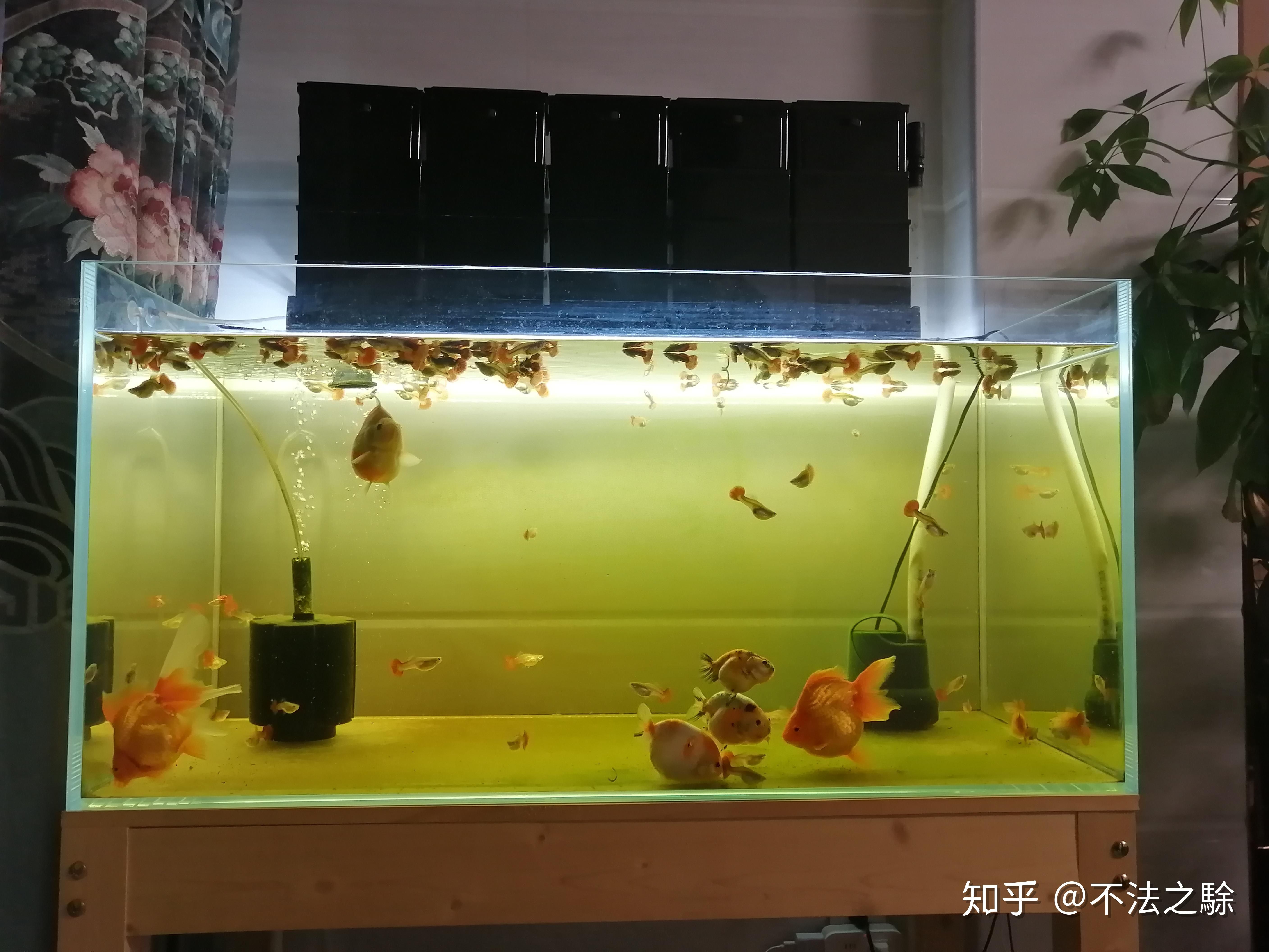 超市鱼缸水浑浊原因和解决方案怎么写啊：如何解决鱼缸水浑浊的问题 鱼缸百科 第1张