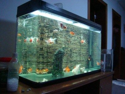 家里鱼缸能养黑色的鱼吗好吗：家里鱼缸养黑色的鱼好吗？
