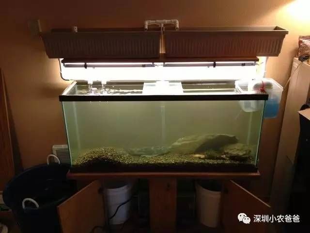 家鱼缸养几条鱼好：养鱼的数量应该如何考虑？ 鱼缸风水 第3张