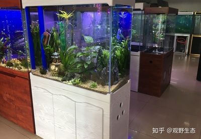 家里买个鱼缸怎么选择：如何选择一个合适的鱼缸 鱼缸风水 第2张