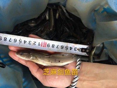 家鱼鱼料：几种简单的家庭鱼料制作方法 鱼缸风水 第2张