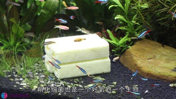 家用过滤器的水可以加鱼缸里吗有毒吗：家用过滤器是否适合养鱼 鱼缸风水