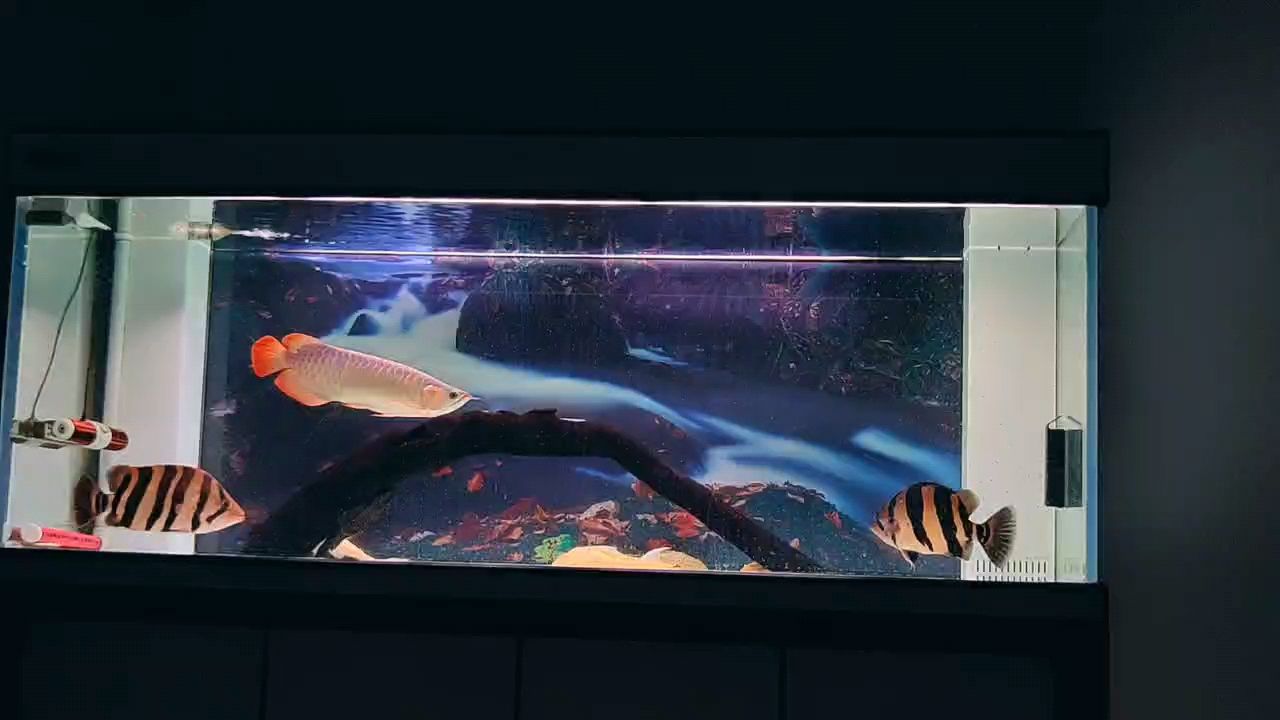 ：鱼之爱自动化鱼缸过滤器 观赏鱼论坛 第1张