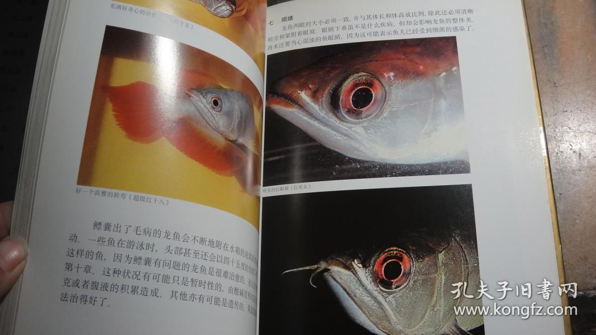 龙鱼眼睛白色絮状物怎么办用什么药：龙鱼眼睛出现白色絮状物怎么办