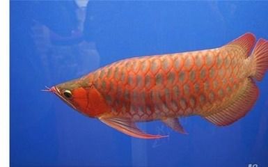 红龙鱼可以养几年寿命：红龙鱼的寿命可以长达40至50年