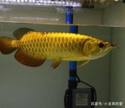 金龙鱼银白色是什么鱼品种：金龙鱼中银白色是什么鱼品种金龙鱼银白色是什么鱼品种