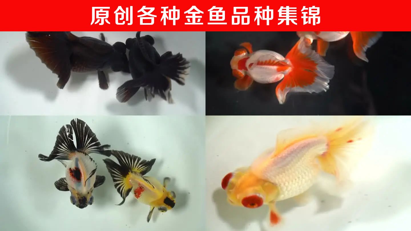 宠物观赏鱼有哪些常见的品种图片视频：宠物观赏鱼有哪些常见的品种 龙鱼百科 第3张