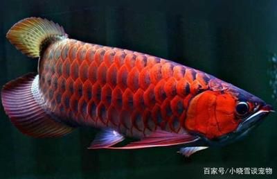 红龙鱼怎么样发色：红龙鱼发色指南