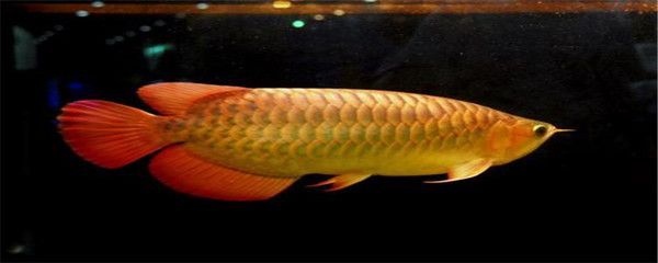 金龙鱼上色用什么颜色的灯好看：金龙鱼上色用什么颜色的灯好看用什么颜色的灯好看