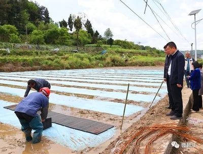 龙鱼头顶发白是水莓病吗：龙鱼头顶发白是水莓病吗龙鱼头顶发白是水莓病吗