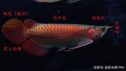 大湖红龙是辣椒红龙血红龙：大湖红龙、辣椒红龙和血红龙有什么区别？