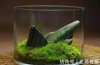 龙鱼缸长绿色青苔怎么办：龙鱼缸长绿色青苔怎么办龙鱼缸长绿色青苔怎么处理