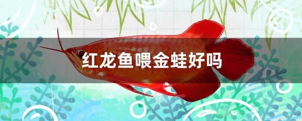 红龙鱼寄生虫病图：红龙鱼寄生虫病