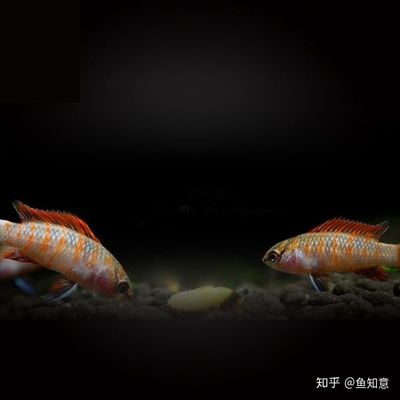 火焰变色龙鱼能长多大：火焰变色龙鱼在家庭水族箱中通常能够观察到的尺寸