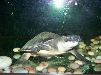 金龙鱼可以和猪鼻龟混养吗：金龙鱼和猪鼻龟可以混养吗金龙鱼可以和猪鼻龟混养吗