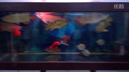 四十公分宽的鱼缸可以养龙鱼吗：四十公分宽的鱼缸可以养龙鱼吗，