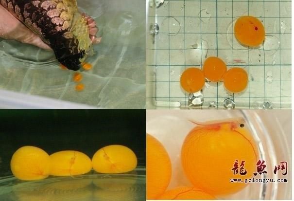 龙鱼鱼卵怎么孵化出来：龙鱼的鱼卵孵化过程 龙鱼百科 第2张