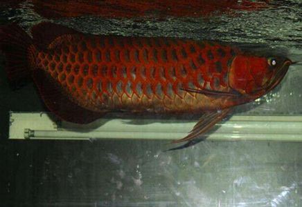 红龙鱼沉头：红龙鱼沉头怎么治疗