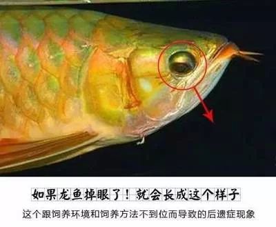 龙鱼掉眼预防方法：如何预防龙鱼掉眼