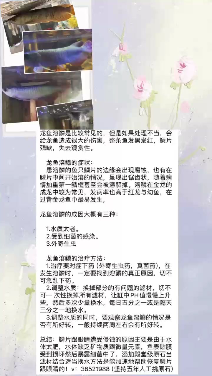 龙鱼融鳞怎么办 观赏鱼论坛