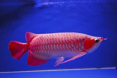 红龙鱼种类排名：红龙鱼品种排行榜：红龙鱼的颜色和外观特征排名