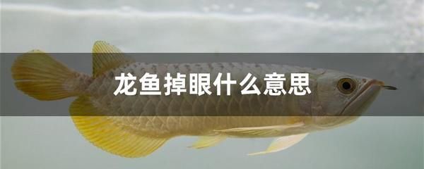 龙鱼吃死鱼吗会死吗：龙鱼会吃死鱼吗？ 龙鱼百科 第3张