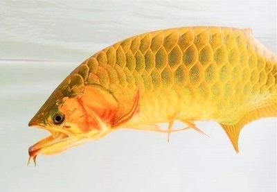金龙鱼嘴巴上的须：金龙鱼嘴巴上的须是金龙鱼的一个显著特征 龙鱼百科 第3张