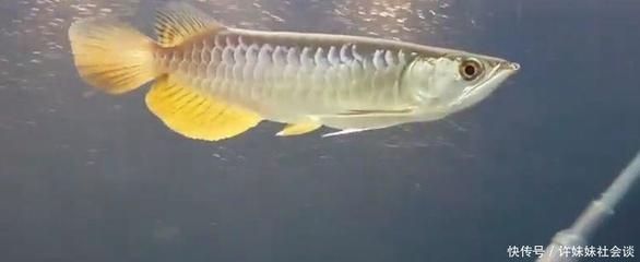 金龙鱼嘴巴上的须：金龙鱼嘴巴上的须是金龙鱼的一个显著特征 龙鱼百科 第1张