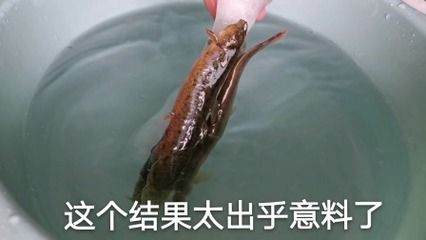 龙鱼喂冻虾和冻泥鳅食怎么解冻不会有渣：喂食龙鱼冻虾和冻泥鳅时解冻是非常重要的一步，正确解冻方法 龙鱼百科