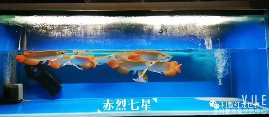 龙鱼入缸几天换水一次：龙鱼入缸后多久换水一次 龙鱼百科 第2张