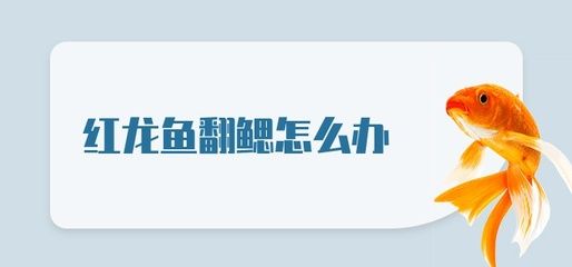 红龙鱼翻鳃的原因：红龙鱼翻鳃的主要原因