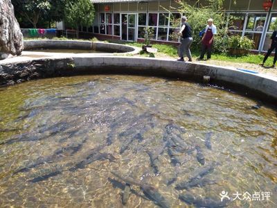 大理白族自治州龙鱼专卖店：大理市湾桥宇光鳟龙鱼渔村 龙鱼百科 第2张