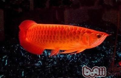 金龙鱼红色：红金龙鱼是一种具有极高观赏价值的淡水鱼类 龙鱼百科 第1张