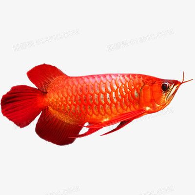 金龙鱼红色：红金龙鱼是一种具有极高观赏价值的淡水鱼类 龙鱼百科 第3张