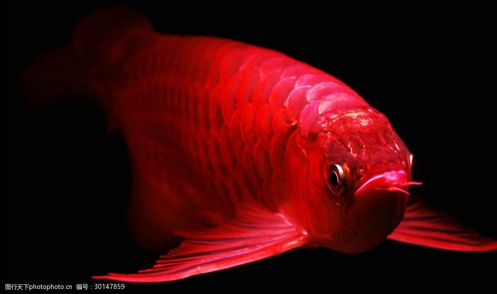 金龙鱼红色：红金龙鱼是一种具有极高观赏价值的淡水鱼类 龙鱼百科 第2张