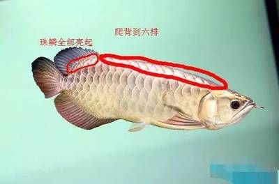 龙鱼治疗肠炎用什么药最好：龙鱼肠炎怎么治疗 龙鱼百科 第1张