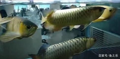 金龙鱼拉黄便：金龙鱼拉黄便可能有以下几个原因：金龙鱼拉黄便可能与其食物有关 龙鱼百科
