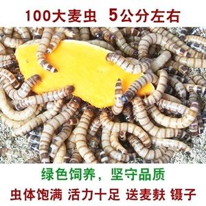 龙鱼喂黄粉虫的害处有哪些：龙鱼喂黄粉虫的害处 龙鱼百科 第2张