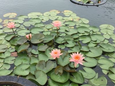 雷龙鱼常见病症：雷龙鱼常见病症及其治疗方法 龙鱼百科 第3张