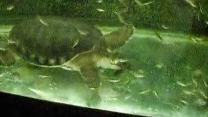 龙鱼飞凤猪鼻龟虎鱼：龙鱼、飞凤、猪鼻龟、虎鱼可以混养在一起吗？