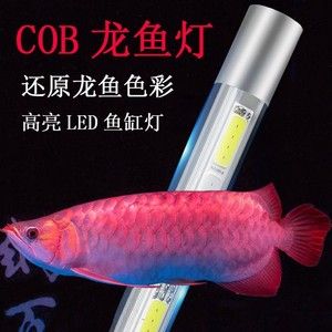 红龙鱼专用灯怎么用的：红龙鱼专用灯怎么用 龙鱼百科 第2张